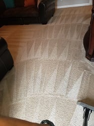 Freshly cleaned carpet